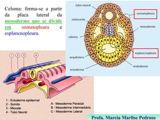 Celoma: forma-se a partir
da
placa
lateral
da
mesoderme que se divide
em
somatopleura
e
esplancnopleura.

Profa. Marcia Marlise Pedroso

 