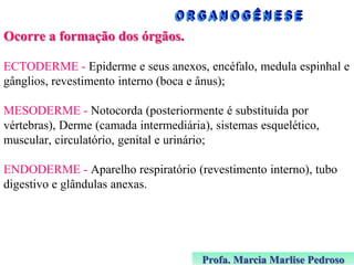 Ocorre a formação dos órgãos.
ECTODERME - Epiderme e seus anexos, encéfalo, medula espinhal e
gânglios, revestimento interno (boca e ânus);
MESODERME - Notocorda (posteriormente é substituída por
vértebras), Derme (camada intermediária), sistemas esquelético,
muscular, circulatório, genital e urinário;
ENDODERME - Aparelho respiratório (revestimento interno), tubo
digestivo e glândulas anexas.

Profa. Marcia Marlise Pedroso

 