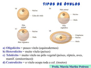 a) Oligolécito = pouco vitelo (equinodermos)
b) Heterolécito = muito vitelo (peixes)
c) Telolécito = muito vitelo no pólo vegetal (peixes, répteis, aves,
mamíf. (ornitorrinco))
d) Centrolécito = o vitelo ocupa toda a cel. (insetos)
Profa. Marcia Marlise Pedroso

 