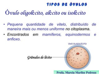Óvulo oligolécito, alécito ou isolécito
• Pequena quantidade de vitelo, distribuído de
maneira mais ou menos uniforme no citoplasma.
• Encontrados em mamíferos, equinodermos e
anfioxo.

Grânulos de lécito

Profa. Marcia Marlise Pedroso

 