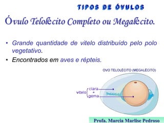 Óvulo Telolécito Completo ou Megalécito.
• Grande quantidade de vitelo distribuído pelo polo
vegetativo.
• Encontrados em aves e répteis.

Profa. Marcia Marlise Pedroso

 