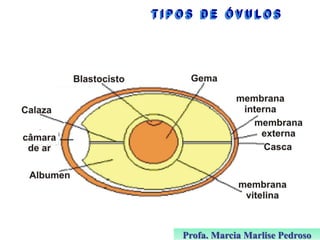 Profa. Marcia Marlise Pedroso

 