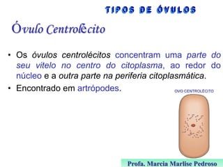 Óvulo Centrolécito
• Os óvulos centrolécitos concentram uma parte do
seu vitelo no centro do citoplasma, ao redor do
núcleo e a outra parte na periferia citoplasmática.
• Encontrado em artrópodes.

Profa. Marcia Marlise Pedroso

 