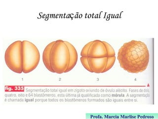 Segmentação total Igual

Profa. Marcia Marlise Pedroso

 