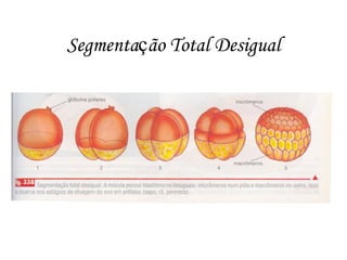 Segmentação Total Desigual

 