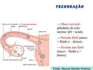 = 1/3 da tuba uterina

→ Muco cervical glândulas do colo
uterino/ pH = ácido;
→ Período fértil (muco
+ fluído e – denso);

→ Período não fértil
(muco – fluído e +
denso);

Profa. Marcia Marlise Pedroso

 