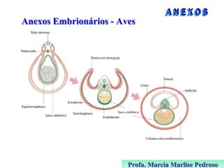 Anexos Embrionários - Aves

Profa. Marcia Marlise Pedroso

 