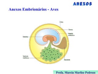 Anexos Embrionários - Aves

Profa. Marcia Marlise Pedroso

 
