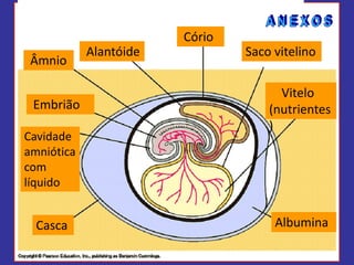 Cório
Âmnio
Embrião
Cavidade
amniótica
com
líquido

Casca

Alantóide

Saco vitelino
Vitelo
(nutrientes
)

Albumina

 