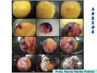 Profa. Marcia Marlise Pedroso

 