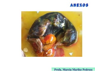 Profa. Marcia Marlise Pedroso

 