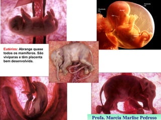 Eutérios: Abrange quase
todos os mamíferos. São
vivíparas e têm placenta
bem desenvolvida.

Profa. Marcia Marlise Pedroso

 