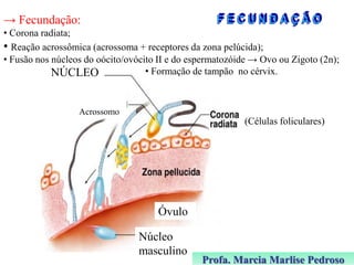 → Fecundação:
• Corona radiata;
• Reação acrossômica (acrossoma + receptores da zona pelúcida);
• Fusão nos núcleos do oócito/ovócito II e do espermatozóide → Ovo ou Zigoto (2n);
• Formação de tampão no cérvix.
NÚCLEO

Acrossomo

(Células foliculares)

Óvulo
Núcleo
masculino

Profa. Marcia Marlise Pedroso

 