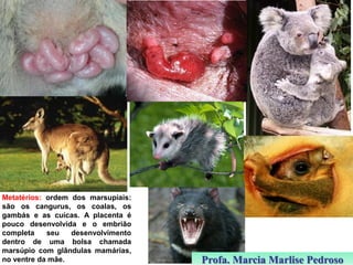 Metatérios: ordem dos marsupiais:
são os cangurus, os coalas, os
gambás e as cuícas. A placenta é
pouco desenvolvida e o embrião
completa
seu
desenvolvimento
dentro de uma bolsa chamada
marsúpio com glândulas mamárias,
no ventre da mãe.

Profa. Marcia Marlise Pedroso

 