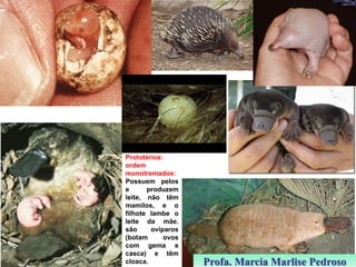 Prototérios:
ordem
monotremados:
Possuem pelos
e
produzem
leite, não têm
mamilos, e o
filhote lambe o
leite da mãe.
são
ovíparos
(botam
ovos
com gema e
casca) e têm
cloaca.

Profa. Marcia Marlise Pedroso

 