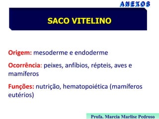SACO VITELINO

Origem: mesoderme e endoderme

Ocorrência: peixes, anfíbios, répteis, aves e
mamíferos
Funções: nutrição, hematopoiética (mamíferos
eutérios)
Profa. Marcia Marlise Pedroso

 