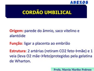 CORDÃO UMBILICAL

Origem: parede do âmnio, saco vitelino e
alantóide
Função: ligar a placenta ao embrião

Estrutura: 2 artérias (retiram CO2 feto→mãe) e 1
veia (leva O2 mãe→feto)protegidas pela gelatina
de Wharton.
Profa. Marcia Marlise Pedroso

 