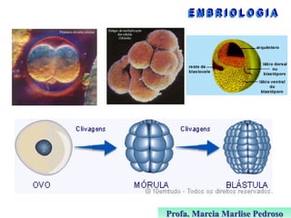 Profa. Marcia Marlise Pedroso

 