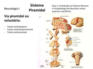 Sistema
PiramidalNeurologia I
Aula 1: Introdução ao Sistema Nervoso
e Fisiopatologia do Neurônio motor
superior e periféri...