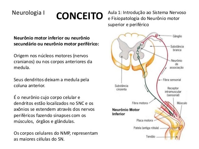 Sistema Nervoso - Aula 1 fisiopatologia do neurônio motor superior e