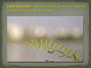 FOCO SELETIVO  – objeto principal, primeiro e segundo planos, profundidade de campo. 