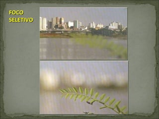 FOCO SELETIVO  