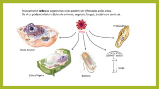 Praticamente todos os organismos vivos podem ser infectados pelos vírus.
Os vírus podem infectar células de animais, vegetais, fungos, bactérias e protistas.
Célula Animal
Célula Vegetal Bactéria
Fungo
Protozoário
Vírus
 