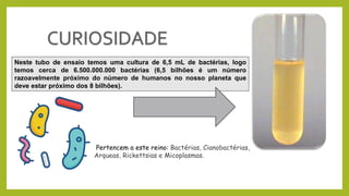 Neste tubo de ensaio temos uma cultura de 6,5 mL de bactérias, logo
temos cerca de 6.500.000.000 bactérias (6,5 bilhões é um número
razoavelmente próximo do número de humanos no nosso planeta que
deve estar próximo dos 8 bilhões).
Pertencem a este reino: Bactérias, Cianobactérias,
Arqueas, Rickettsias e Micoplasmas.
 
