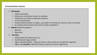  Morfologia:
o Todos Eucariontes.
o Núcleo com membrana nuclear ou carioteca.
o Citoplasma com todas as organelas celulares.
o Uni ou pluricelulares.
o Parede celular presente em alguns, que pode ser formada por: pectina, sílica ou celulose.
o Os protistas pluricelulares não formam tecidos verdadeiros.
 Habitat: (Maioria aquático)
o Marinho
o Água doce
 Nutrição:
o Heterótrofos (Ex: Paramecium sp.)
o Autótrofos (Ex: Algas verdes)
o Alguns são Mixotróficos - Alternam entre os dois modos de nutrição (Ex: Euglenas)
o Alguns são parasitas, habitando fluídos corporais de outros organismos.
Características Gerais
 