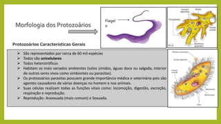  São representados por cerca de 60 mil espécies
 Todos são unicelulares
 Todos heterotróficos
 Habitam os mais variados ambientes (solos úmidos, águas doce ou salgada, interior
de outros seres vivos como simbiontes ou parasitas).
 Os protozoários parasitas possuem grande importância médica e veterinária pois são
agentes causadores de várias doenças no homem e nos animais.
 Suas células realizam todas as funções vitais como: locomoção, digestão, excreção,
respiração e reprodução.
 Reprodução: Assexuada (mais comum) e Sexuada.
Protozoários Características Gerais
Flagel
o
 