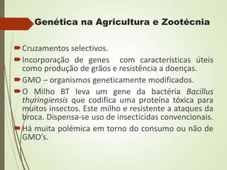 Genética na Agricultura e Zootécnia
Cruzamentos selectivos.
Incorporação de genes com características úteis
como produção de grãos e resistência a doenças.
GMO – organismos geneticamente modificados.
O Milho BT leva um gene da bactéria Bacillus
thuringiensis que codifica uma proteína tóxica para
muitos insectos. Este milho e resistente a ataques da
broca. Dispensa-se uso de insecticidas convencionais.
Há muita polémica em torno do consumo ou não de
GMO’s.
 