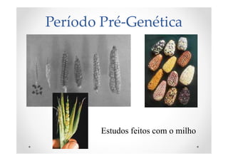 Período Pré-Genética
Estudos feitos com o milho
 