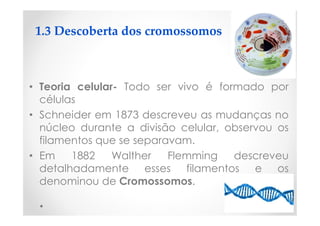 1.3 Descoberta dos cromossomos
• Teoria celular- Todo ser vivo é formado por
células
• Schneider em 1873 descreveu as mudanças no
núcleo durante a divisão celular, observou os
filamentos que se separavam.
• Em 1882 Walther Flemming descreveu
detalhadamente esses filamentos e os
denominou de Cromossomos.
 