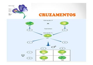 CRUZAMENTOS
 