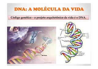 DNA: A MOLÉCULA DA VIDA
Código genético – o projeto arquitetônico da vida é o DNA.
 