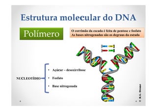 Estrutura molecular do DNA
NUCLEOTÍDIO
• Açúcar – desoxirribose
• Fosfato
• Base nitrogenada
O corrimão da escada é feita de pentose e fosfato
As bases nitrogenadas são os degraus da escadaPolímero
 