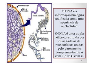 O DNA é a
informação biológica
codificada como uma
sequência de
nucleotídeo.
O DNA é uma dupla
hélice constituída por
duas cadeias de
nucleotídeos unidas
pelo pareamento
complementar de A
com T e de G com C.
 