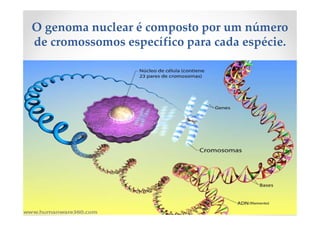 O genoma nuclear é composto por um número
de cromossomos específico para cada espécie.
 