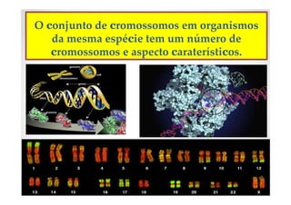 O conjunto de cromossomos em organismos
da mesma espécie tem um número de
cromossomos e aspecto caraterísticos.
 