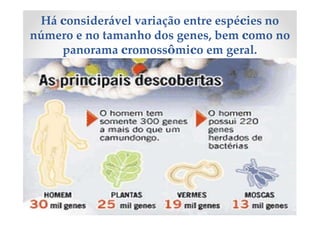 Há considerável variação entre espécies no
número e no tamanho dos genes, bem como no
panorama cromossômico em geral.
 
