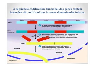 A sequência codificadora funcional dos genes contém
inserções não codificadoras internas denominadas íntrons.
 