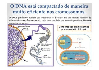 O DNA está compactado de maneira
muito eficiente nos cromossomos.
O DNA genômico nuclear dos eucariotos é dividido em um número distinto de
subunidades (nucleossomos), cada uma enrolada em torno de proteínas histonas
em um cromossomo.
Condensação cromossômica
por super-helicoidização
 