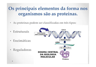 Os principais elementos da forma nos
organismos são as proteínas.
• As proteínas podem ser classificadas em três tipos:
• Estruturais
• Enzimáticas
• Reguladoras
 