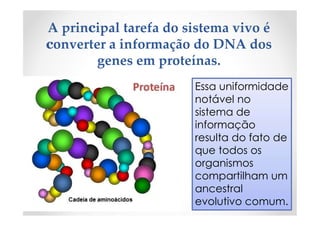 A principal tarefa do sistema vivo é
converter a informação do DNA dos
genes em proteínas.
Essa uniformidadeEssa uniformidade
notável no
sistema de
informação
resulta do fato de
que todos os
organismos
compartilham um
ancestral
evolutivo comum.
 