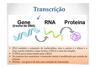 Transcrição
 RNA também é composto de nucleotídios, mas o açúcar é a ribose e a
base uracila substitui a base timina. O RNA é uma fita simples.
 O DNA serve como molde para o RNA.
 Na maioria dos eucariotos, o transcrito inicial é modificado por excisão de
íntrons.
 RNAm – um gene é de fato uma unidade de transcrição.
 