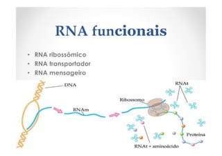 RNA funcionais
• RNA ribossômico
• RNA transportador
• RNA mensageiro
 