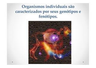 Organismos individuais são
caracterizados por seus genótipos e
fenótipos.
 