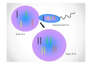 Óvulo  n
Espermatozóide  n
Zigoto  2n
 