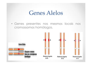 Genes Alelos
• Genes presentes nos mesmos locais nos
cromossomos homólogos.
 