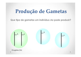 Produção de Gametas
Que tipo de gametas um indivíduo Aa pode produzir?
A a
Ovogônia (2n)
A
a
 